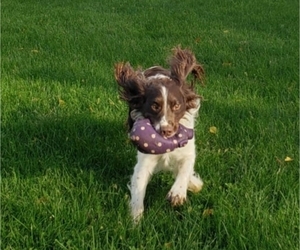 Father of the English Springer Spaniel puppies born on 04/26/2026