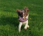 Small Photo #1 English Springer Spaniel Puppy For Sale in WOOSTER, OH, USA