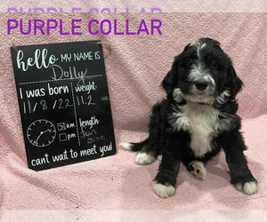 Bernedoodle Puppy for sale in BENNETT, CO, USA