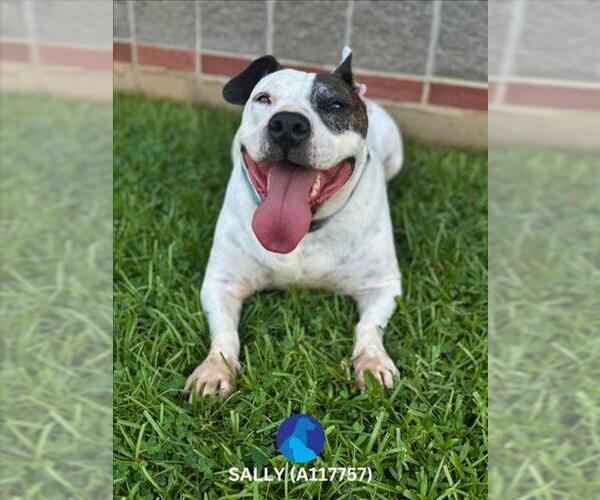 Medium Photo #1 American Bulldog-Rat Terrier Mix Puppy For Sale in Lacombe, LA, USA