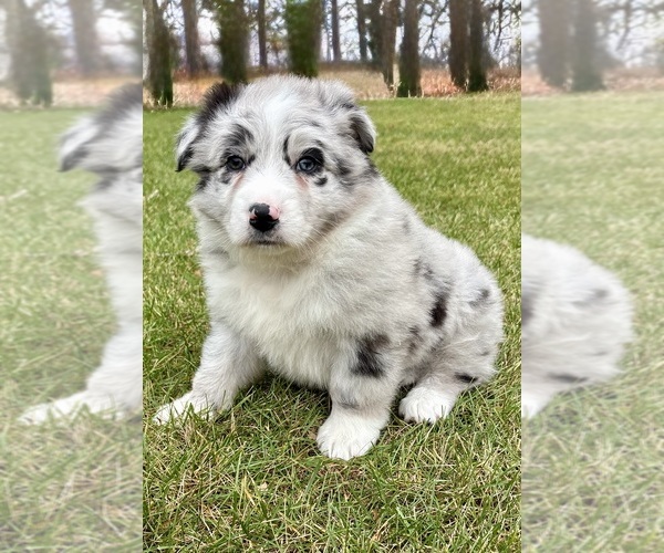 Medium Photo #1 Australian Shepherd Puppy For Sale in FAIR HAVEN, MI, USA