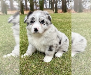 Australian Shepherd Puppy for sale in FAIR HAVEN, MI, USA