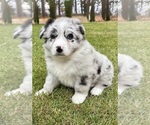 Small Australian Shepherd