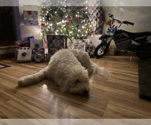 Father of the Double Doodle puppies born on 11/23/2025