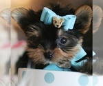 Small #14 Yorkshire Terrier