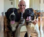 Small Saint Bernard