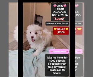 Havanese-Zuchon Mix Puppy for sale in TUCSON, AZ, USA