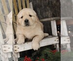 Small Photo #7 Golden Retriever Puppy For Sale in JONES, MI, USA