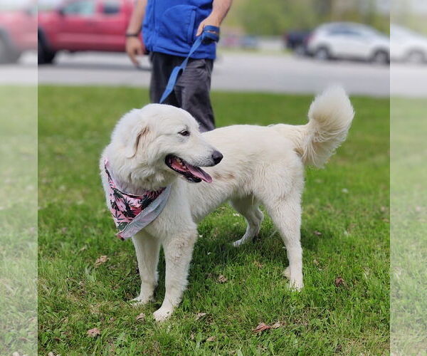 Medium Photo #7 Great Pyrenees-Unknown Mix Puppy For Sale in Croydon, NH, USA