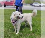 Small #6 Great Pyrenees Mix