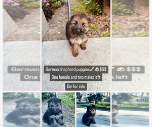 German Shepherd Dog Puppy for sale in LOS ANGELES, CA, USA