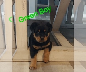 Rottweiler Puppy for Sale in DANVILLE, Illinois USA