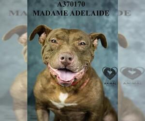 Mutt Dogs for adoption in Stockton, CA, USA