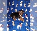 Small #10 Yorkshire Terrier