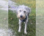 Small #9 Poodle (Standard)-Siberian Husky Mix