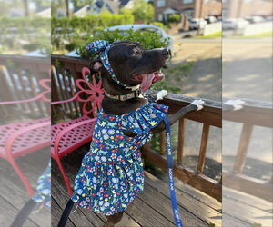 Brenda *Adopt* - Female American Staffordshire Terrier-Unknown Mix Dog for Adoption - Photo #17