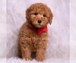 Small Photo #91 Goldendoodle (Miniature) Puppy For Sale in WARSAW, IN, USA
