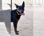 Small #11 Mutt