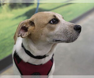 Magnum. Urgently needs Foster or Adopter - Male Beagle-Unknown Mix Dog for Adoption - Photo #7