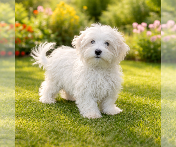 Medium Photo #2 Maltipoo (Miniature) Puppy For Sale in Phoenix, AZ, USA