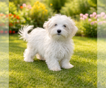 Small #1 Maltipoo (Miniature)