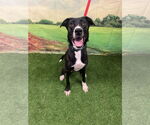 Small #1 Bearded Collie-Labrador Retriever Mix
