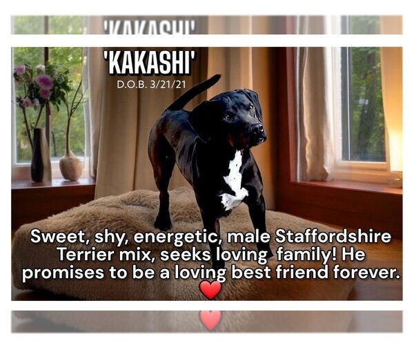 Medium Photo #2 American Staffordshire Terrier Puppy For Sale in Golden Valley, AZ, USA