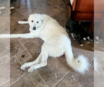 Small #4 Great Pyrenees