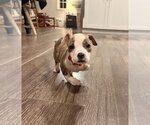 I-Hop - Male American Pit Bull Terrier-Unknown Mix Dog for Adoption - Small photo