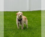 Small #1 Mutt