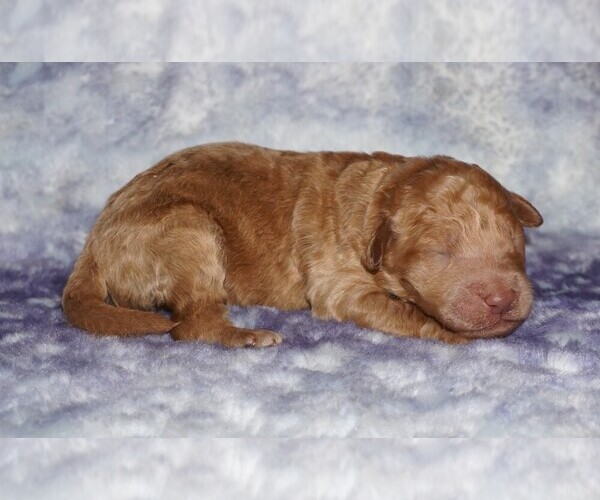 Medium Photo #1 Miniature Labradoodle Puppy For Sale in LA HABRA, CA, USA