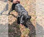 Small Cane Corso-Mastiff Mix