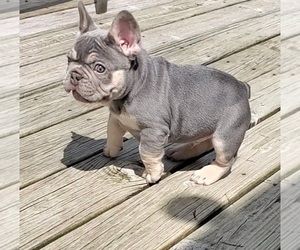 French Bulldog Puppy for sale in BOSTON, KY, USA