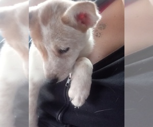 Australian Cattle Dog-Great Dane Mix Puppy for sale in WESTON, WV, USA