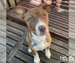 Small #5 Plott Hound Mix