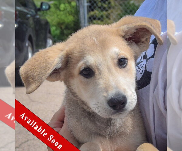 Medium Photo #1 Anatolian Shepherd-German Shepherd Dog Mix Puppy For Sale in Huntley, IL, USA