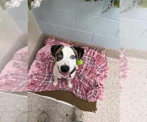 Mutt Dogs for adoption in Brighton, CO, USA