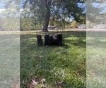 Small #7 Poodle (Standard)
