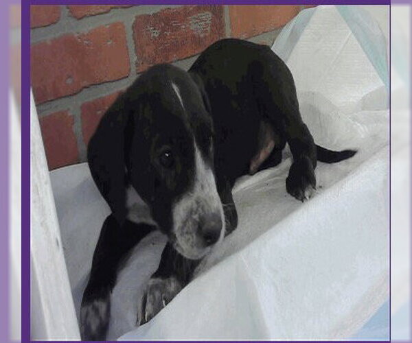 Medium Photo #1 Great Dane Puppy For Sale in Bullard, TX, USA