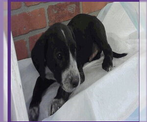 Great Dane Dogs for adoption in Bullard, TX, USA