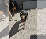 Small #13 Coonhound