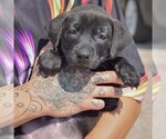 Small #3 American Bulldog-Chocolate Labrador retriever Mix