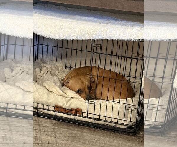 Medium Photo #2 Boxer-Unknown Mix Puppy For Sale in Fort Collins, CO, USA