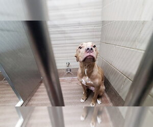 American Pit Bull Terrier-Unknown Mix Dogs for adoption in Aurora, IL, USA