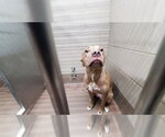 Small American Pit Bull Terrier Mix
