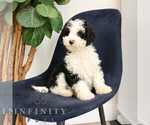 Bernedoodle (Miniature) Puppy for sale in NARVON, PA, USA