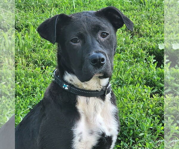 Medium Photo #8 Labrador Retriever-Unknown Mix Puppy For Sale in Walnutport, PA, USA