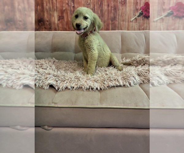 Medium Photo #1 Golden Labrador Puppy For Sale in SAYRE, PA, USA