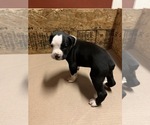 Small Photo #5 Boxer Puppy For Sale in BAKERSFIELD, CA, USA