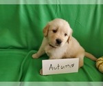 Small Photo #9 Golden Retriever Puppy For Sale in NORTH UNION, PA, USA